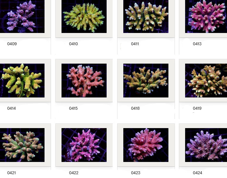 Kupang Acropora