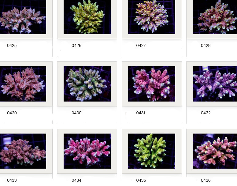 Kupang Acropora