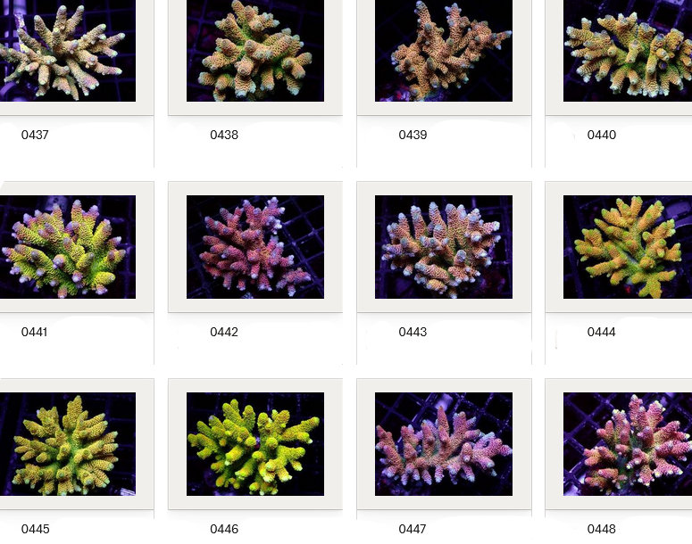 Kupang Acropora