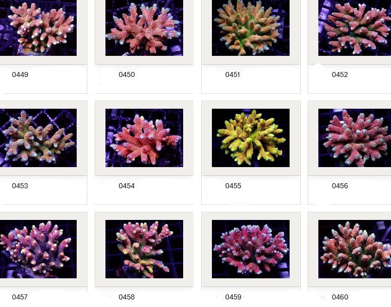 Kupang Acropora