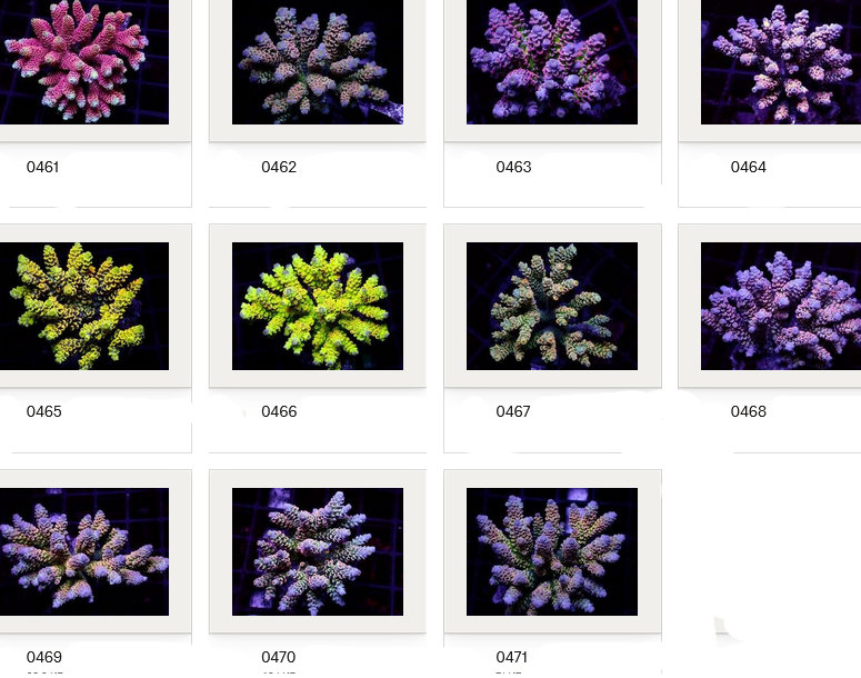 Kupang Acropora