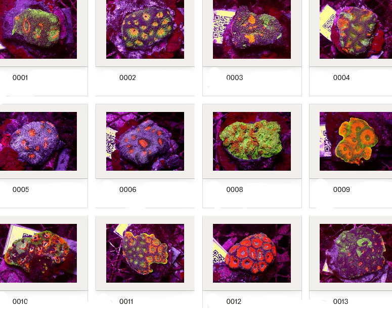Kupang Corals