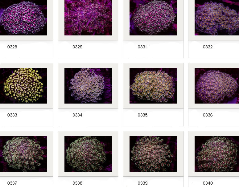 Kupang Corals