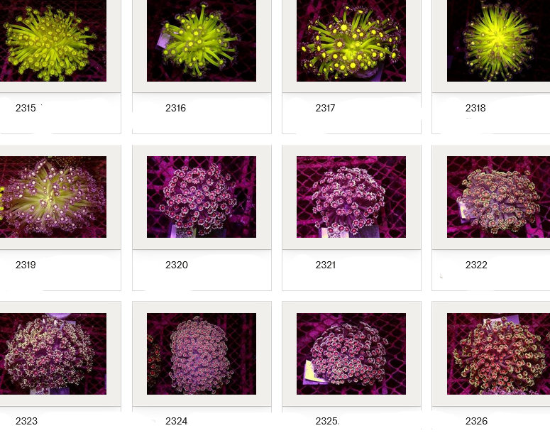 Kupang Corals