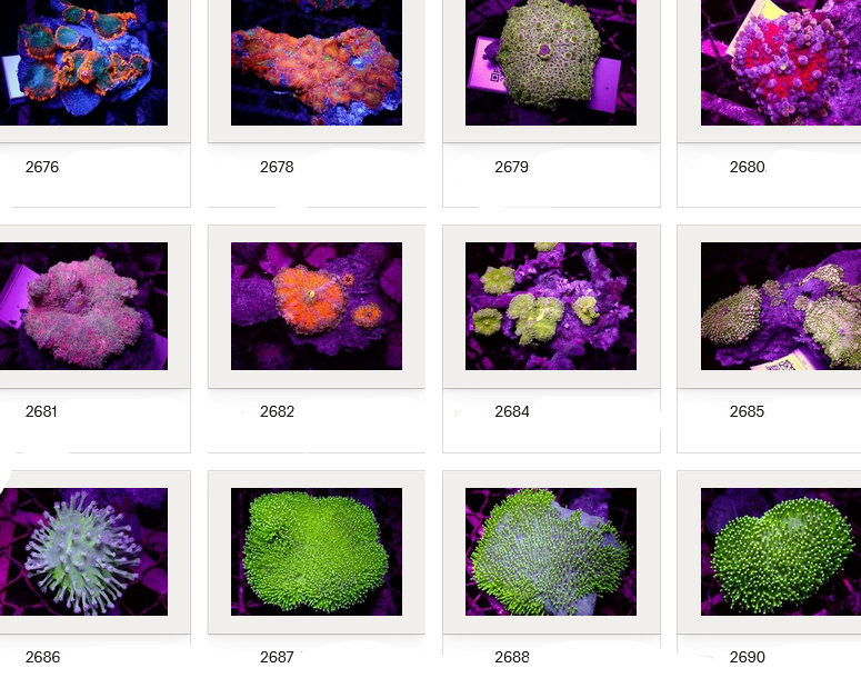 Kupang Corals