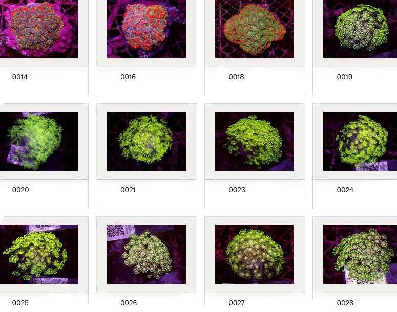 Kupang Corals