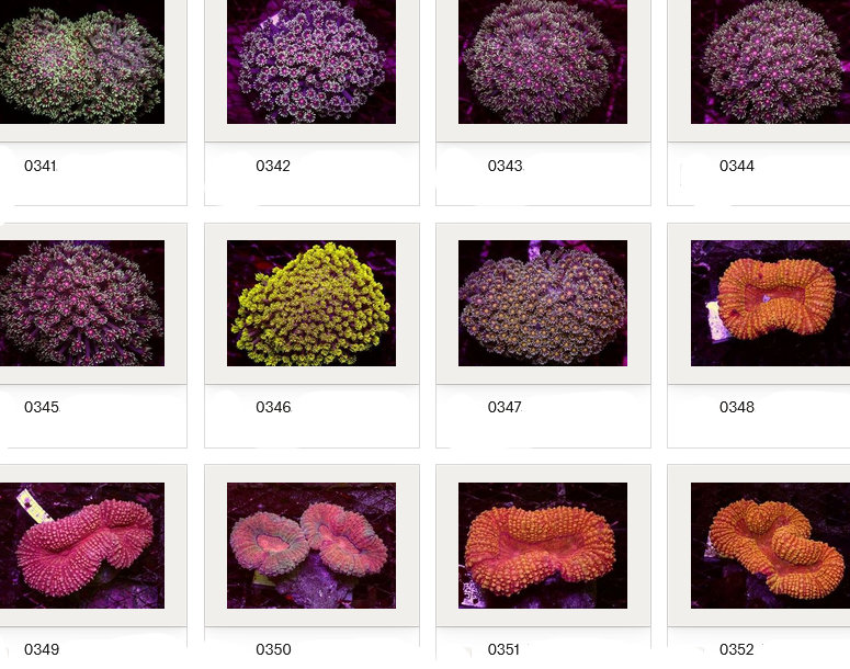 Kupang Corals