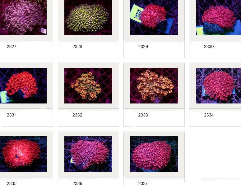 Kupang Corals