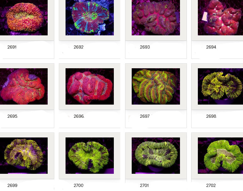 Kupang Corals