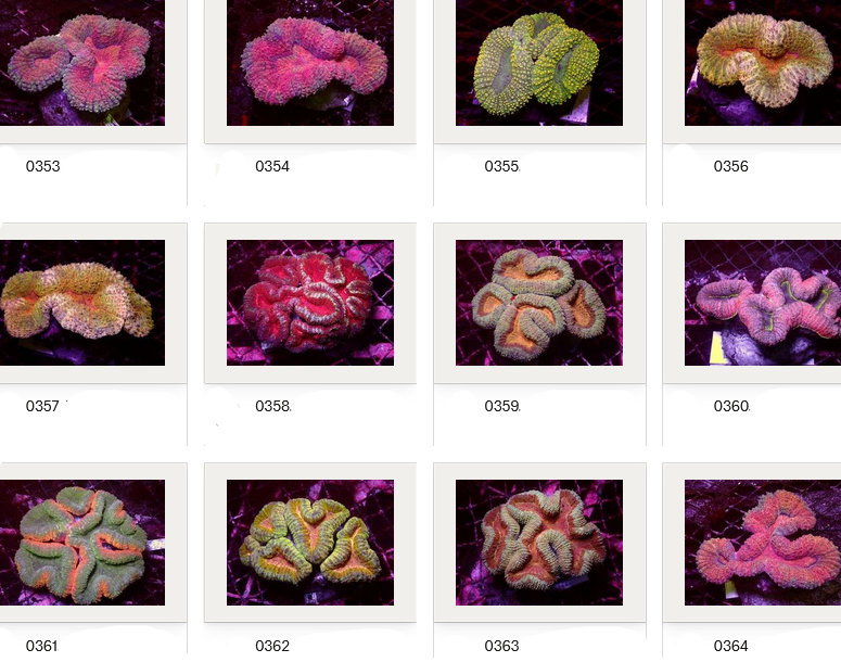 Kupang Corals