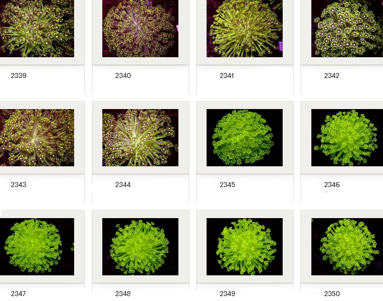 Kupang Corals