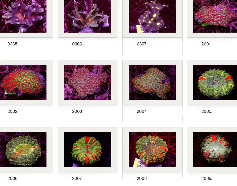 Kupang Corals