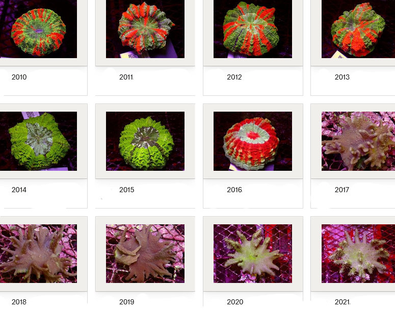 Kupang Corals