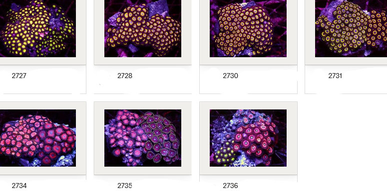 Kupang Corals