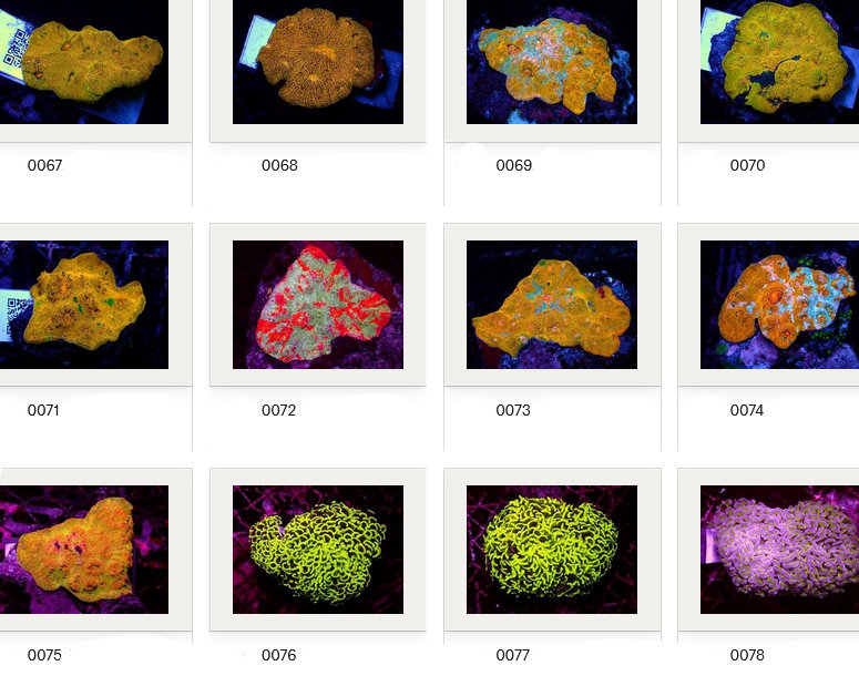 Kupang Corals