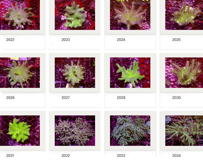 Kupang Corals