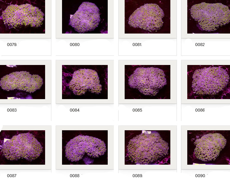 Kupang Corals