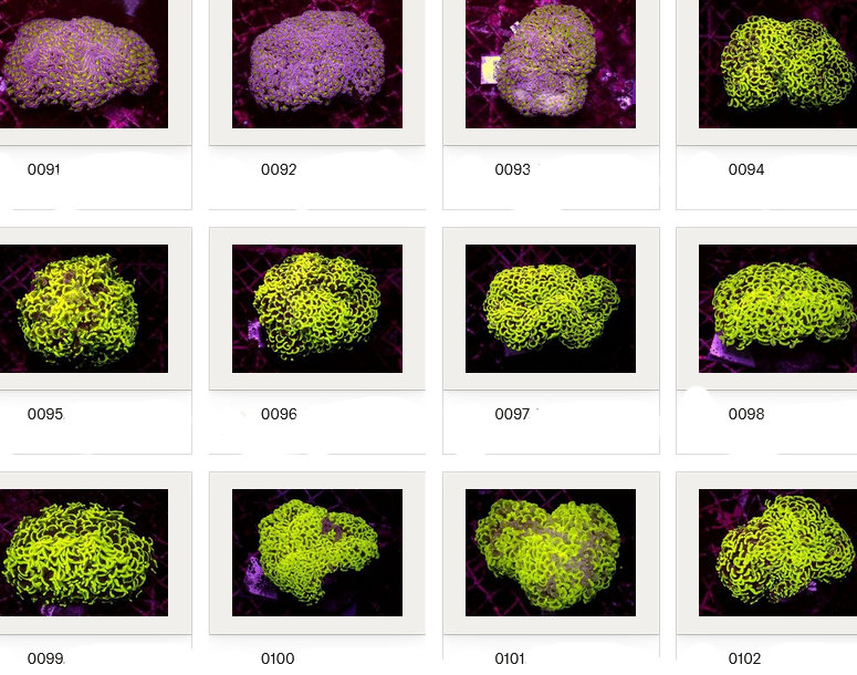 Kupang Corals
