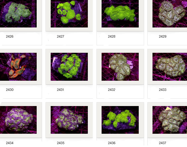 Kupang Corals