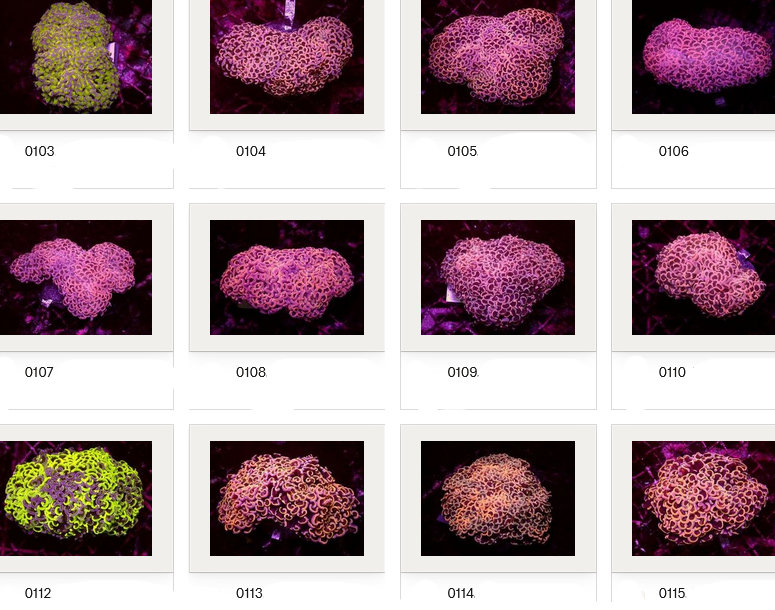 Kupang Corals