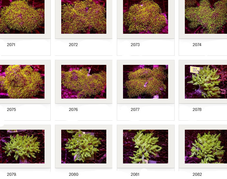 Kupang Corals