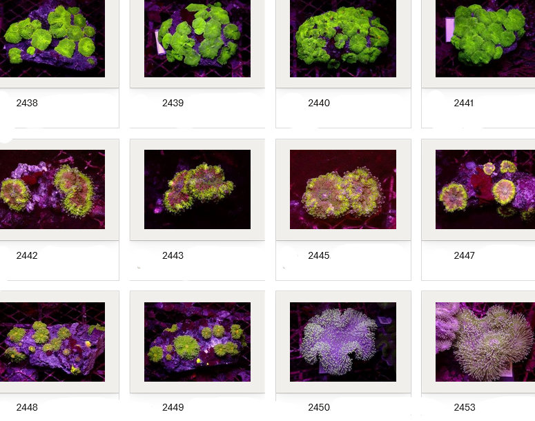 Kupang Corals