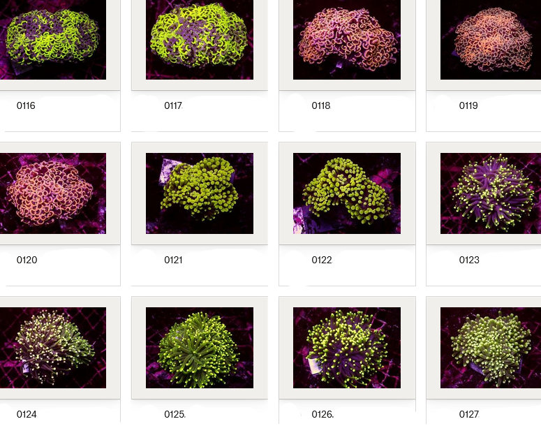 Kupang Corals