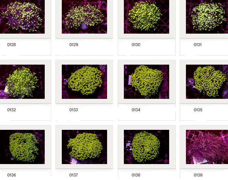 Kupang Corals