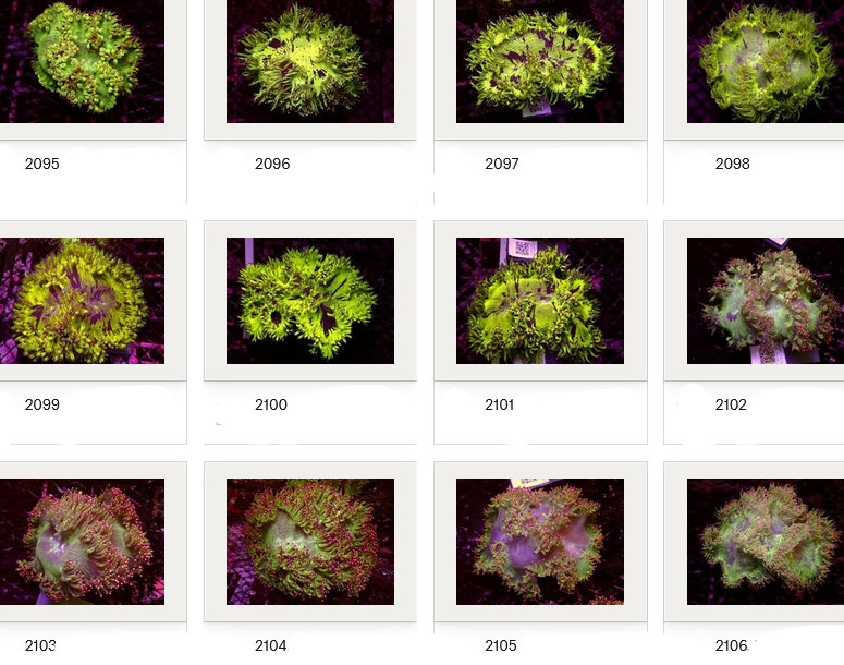 Kupang Corals