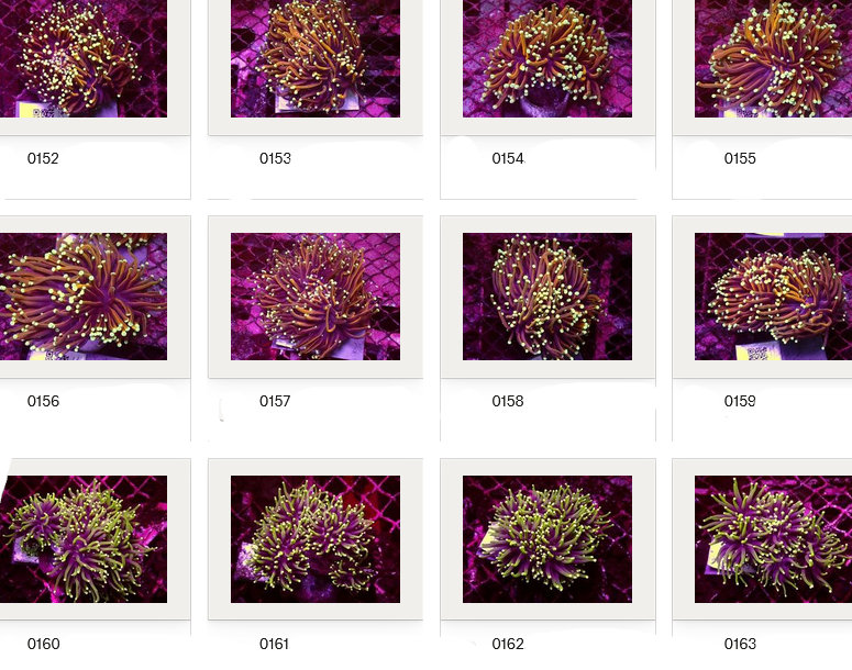 Kupang Corals