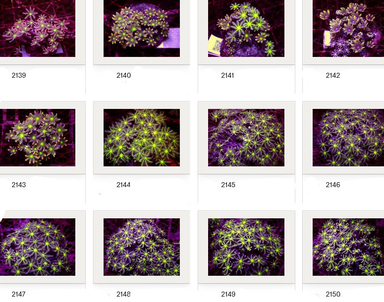 Kupang Corals