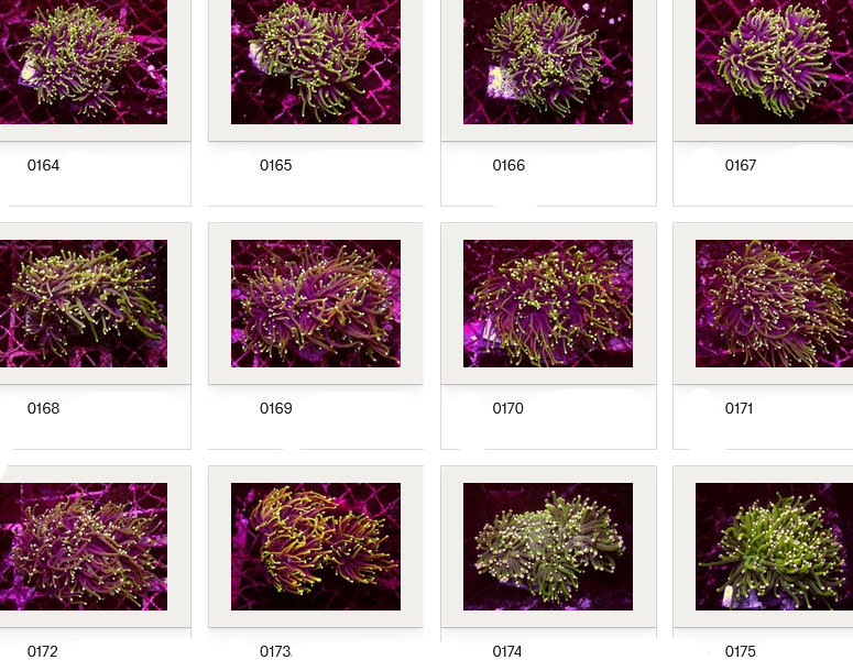 Kupang Corals