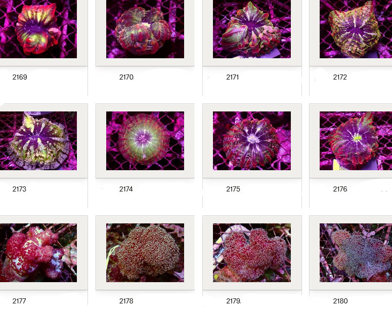 Kupang Corals