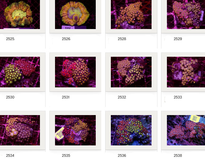 Kupang Corals