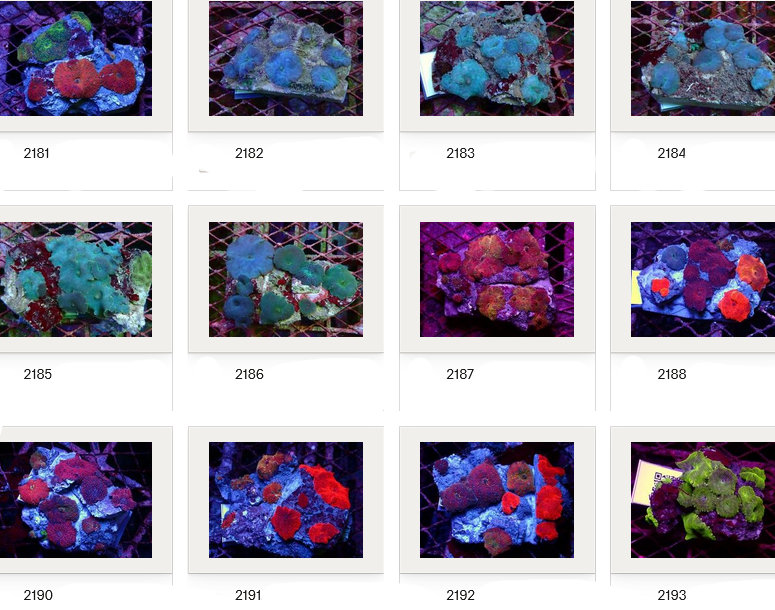 Kupang Corals