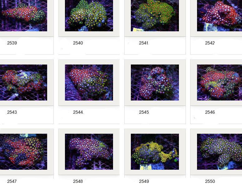 Kupang Corals