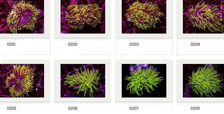 Kupang Corals