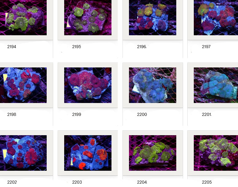 Kupang Corals