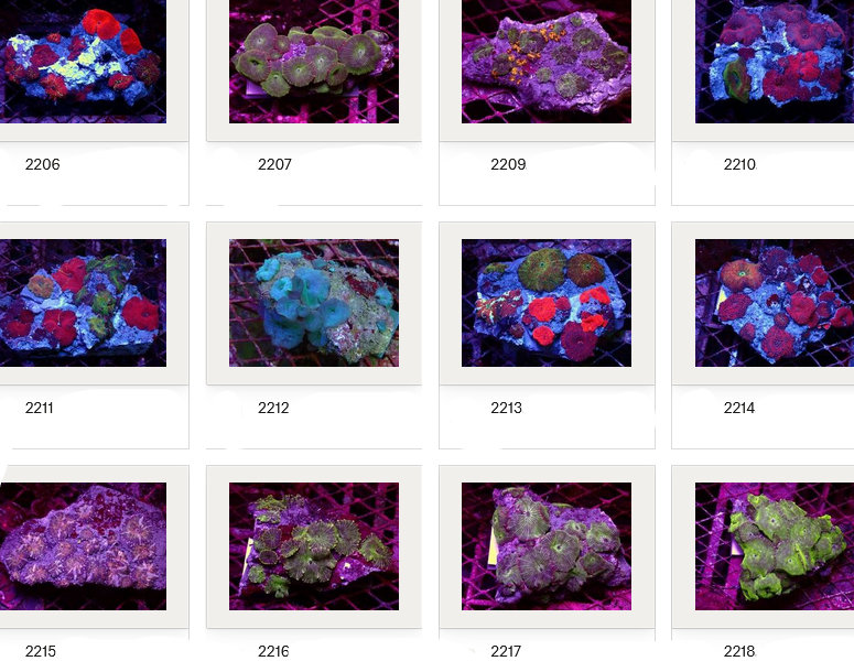 Kupang Corals