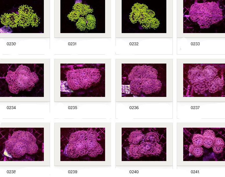 Kupang Corals