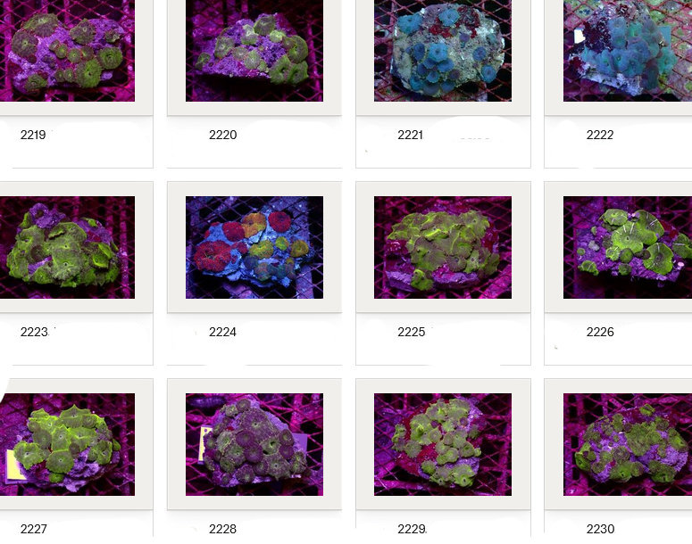 Kupang Corals