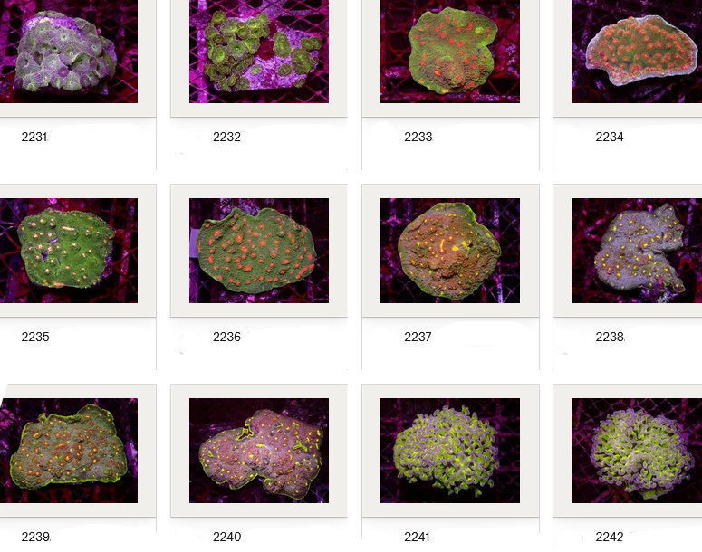 Kupang Corals