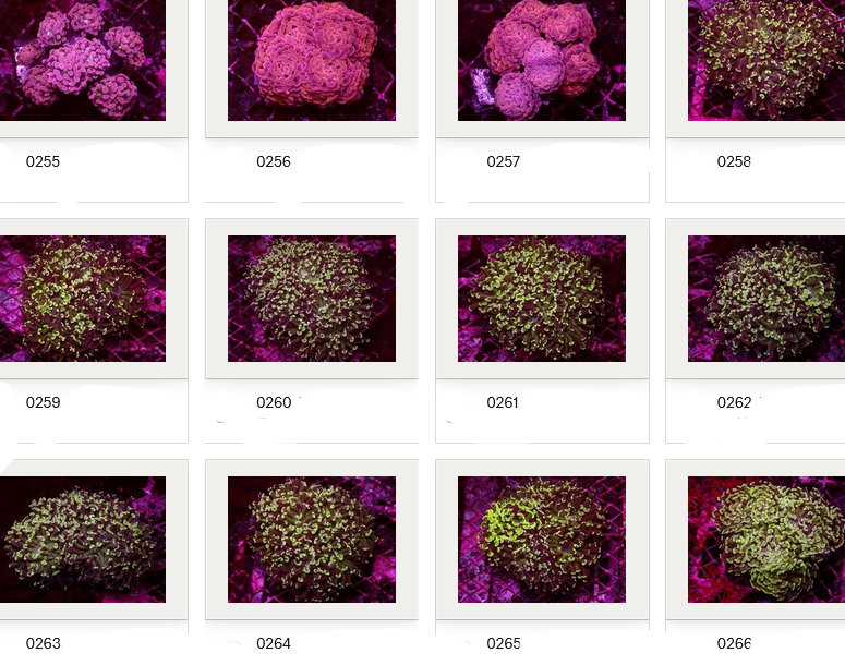 Kupang Corals