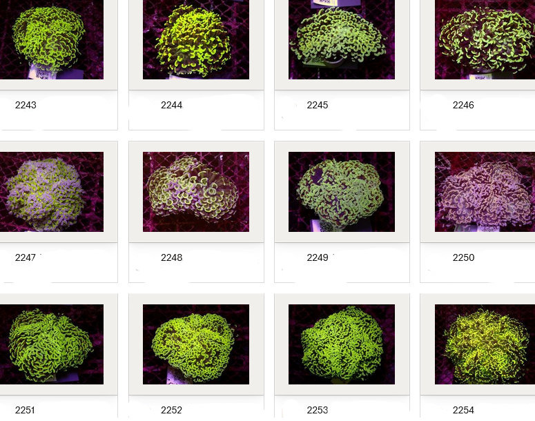 Kupang Corals