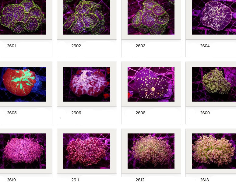 Kupang Corals