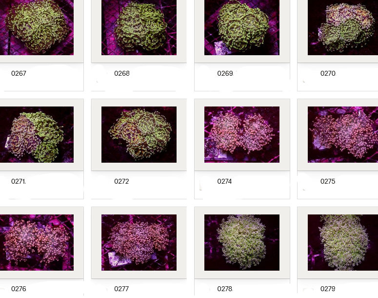Kupang Corals