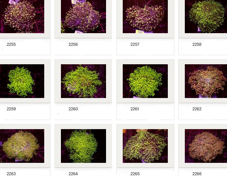 Kupang Corals