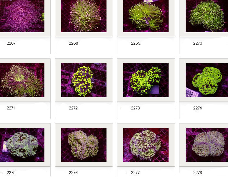 Kupang Corals