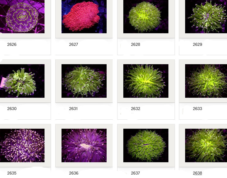 Kupang Corals