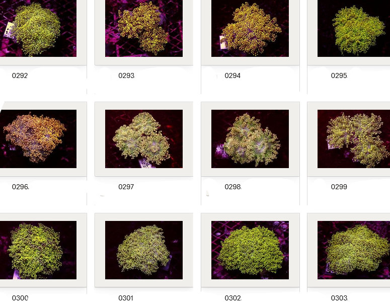 Kupang Corals
